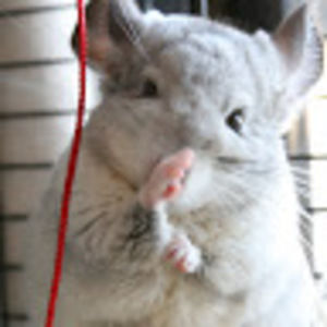 Meet your Posher, Pan